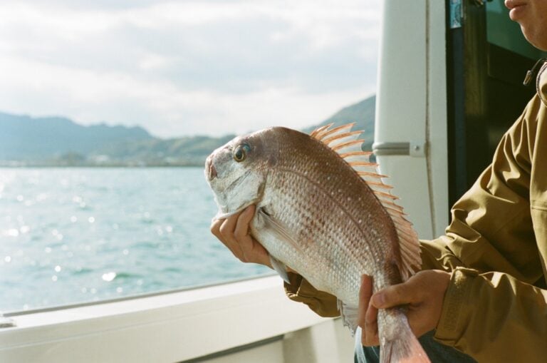 Boat Fishing