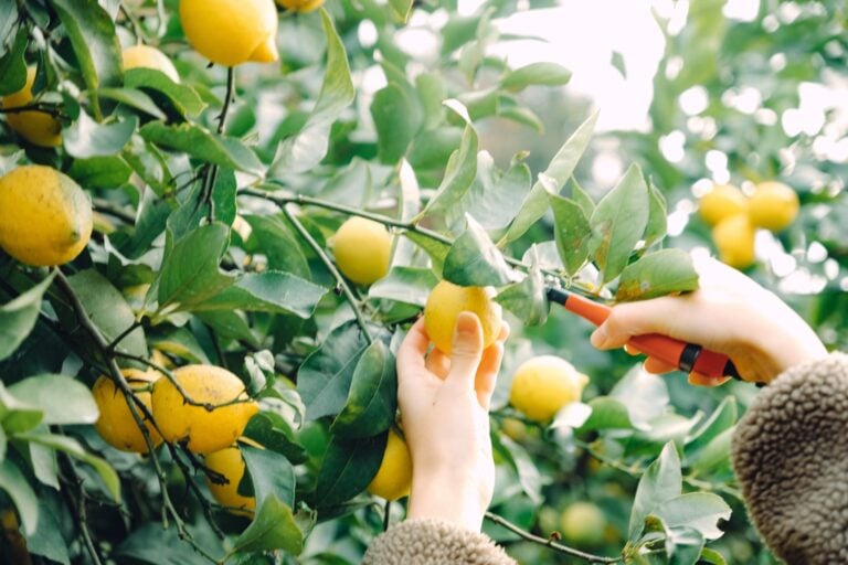 Lemon harvest experience