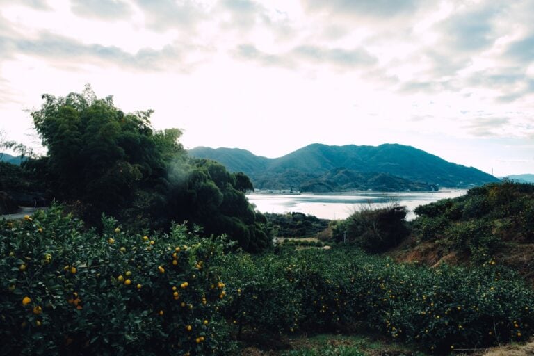 Lemon Harvest Cycling Tour(Round-trip 10km)