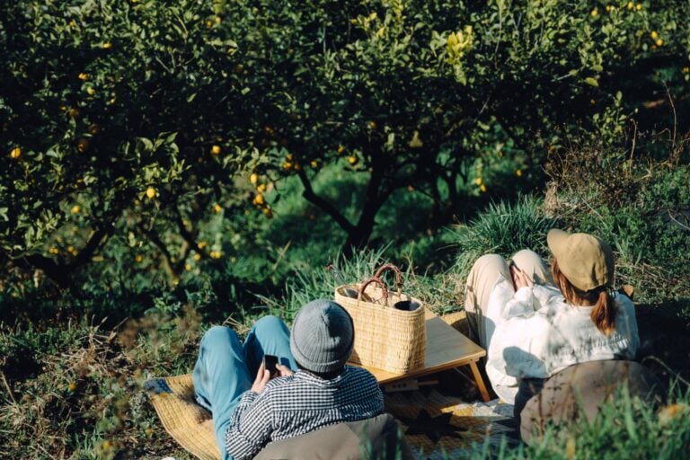 Picnic at the lemon field
