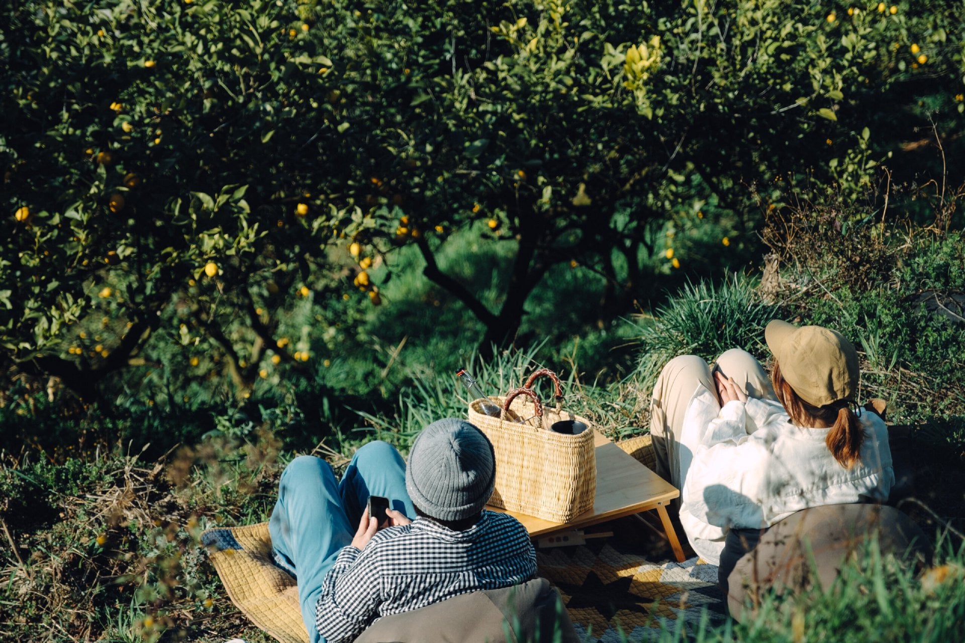 Picnic at the lemon field